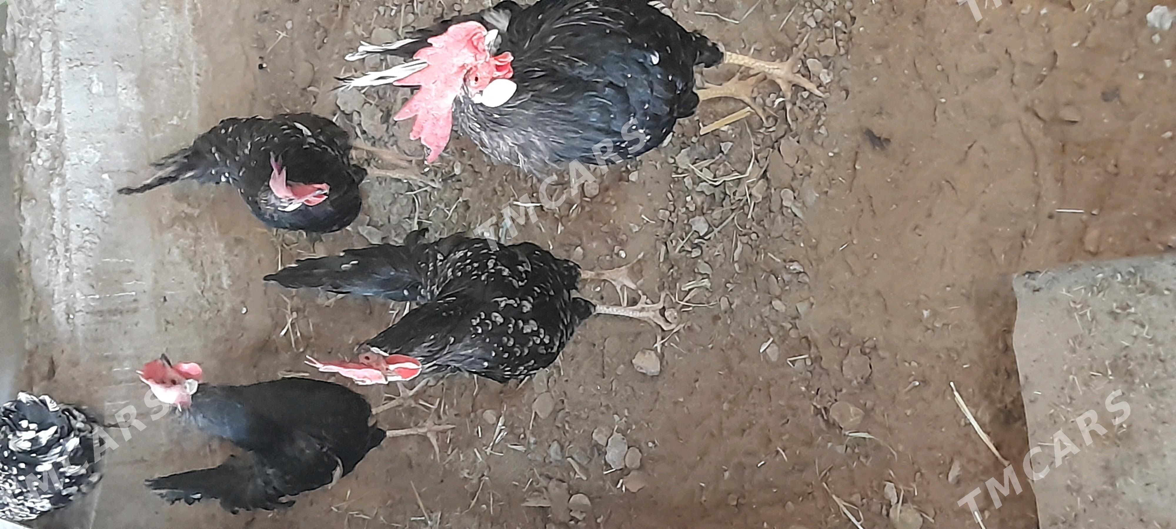 towuk horaz yumurtkga legorin - Ашхабад - img 3