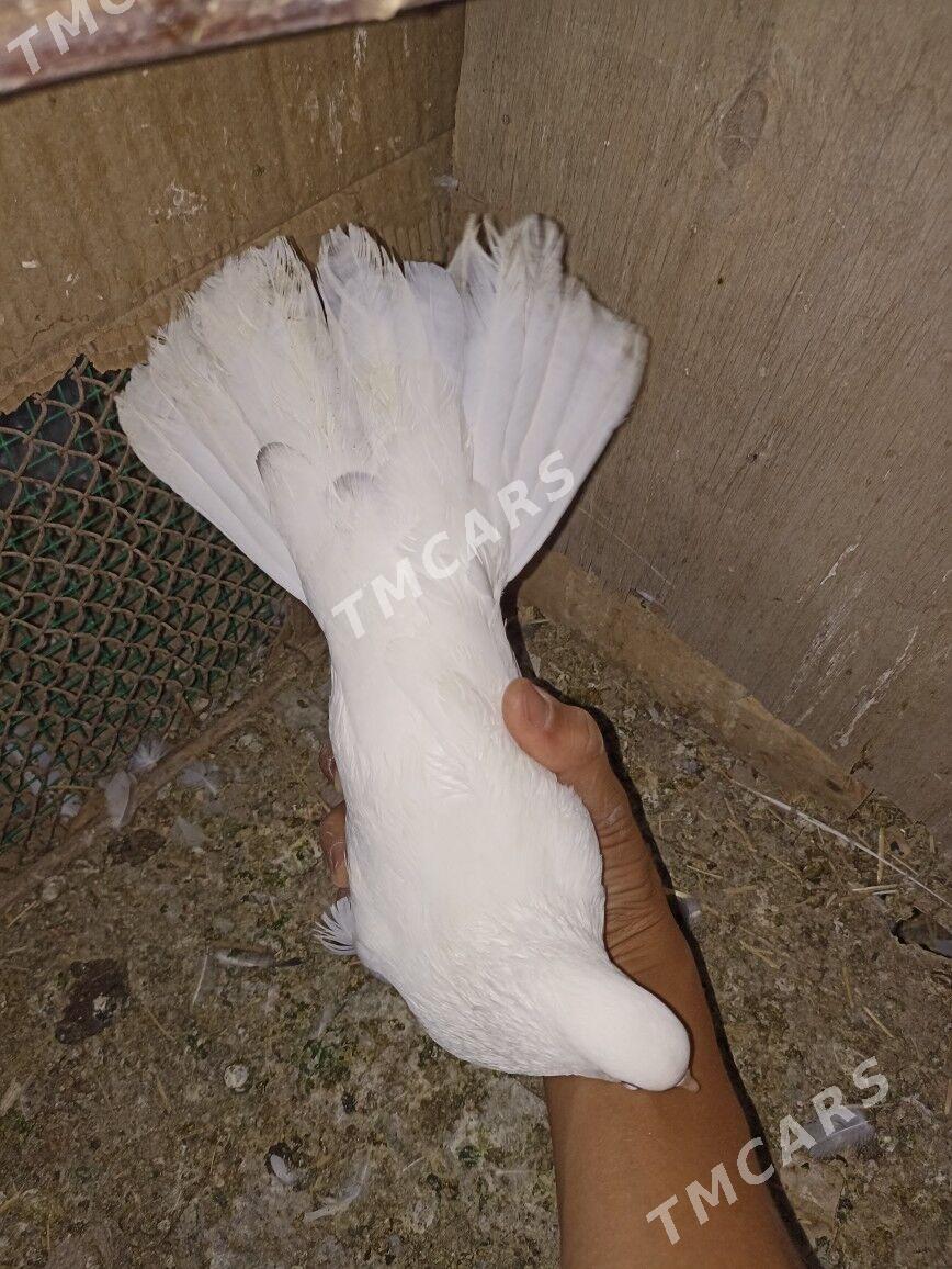 kepderı - Векильбазар - img 2