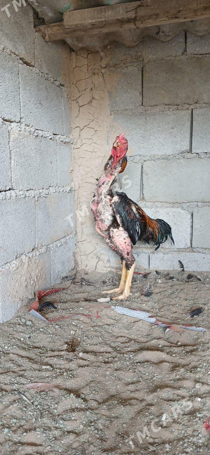 Taşkent Horozlar - Çoganly - img 1