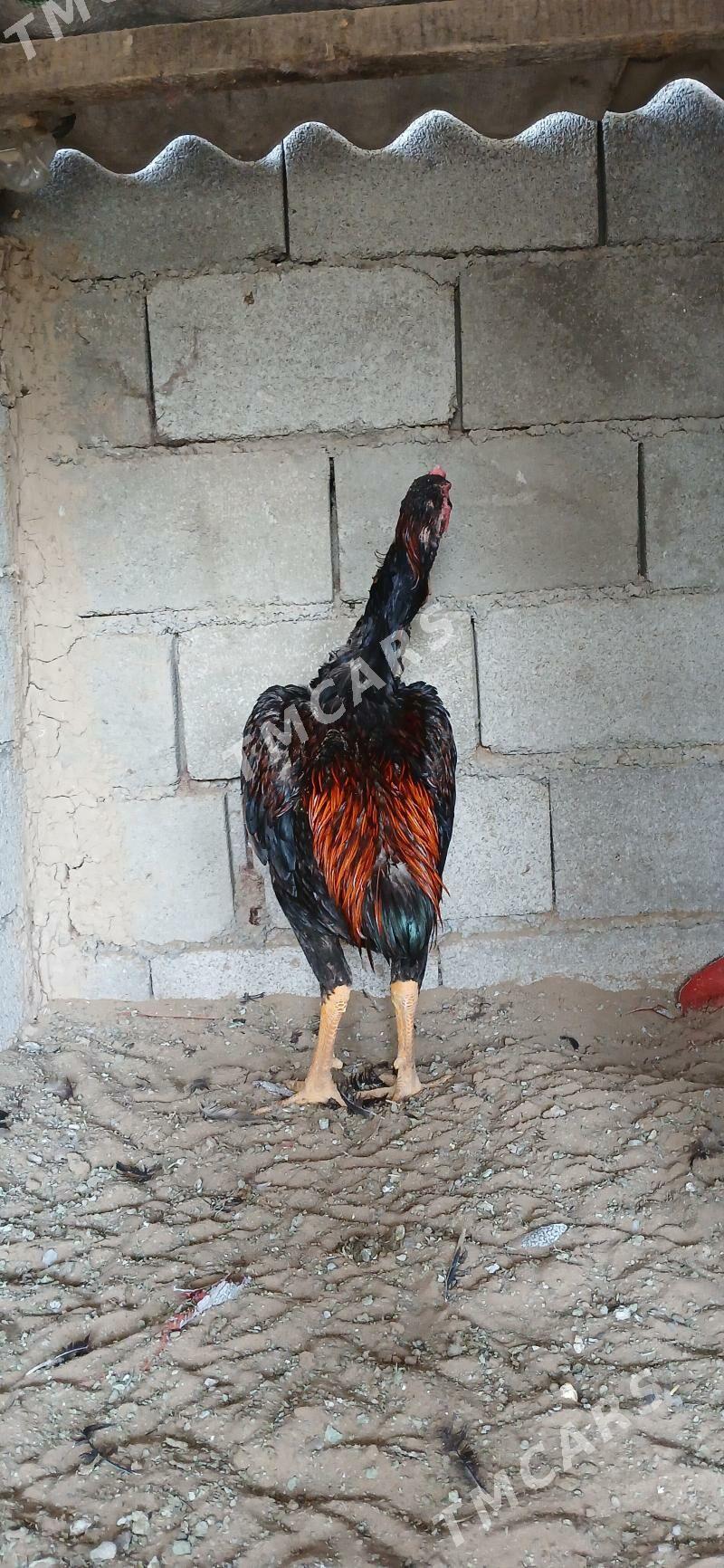 Taşkent Horozlar - Çoganly - img 2