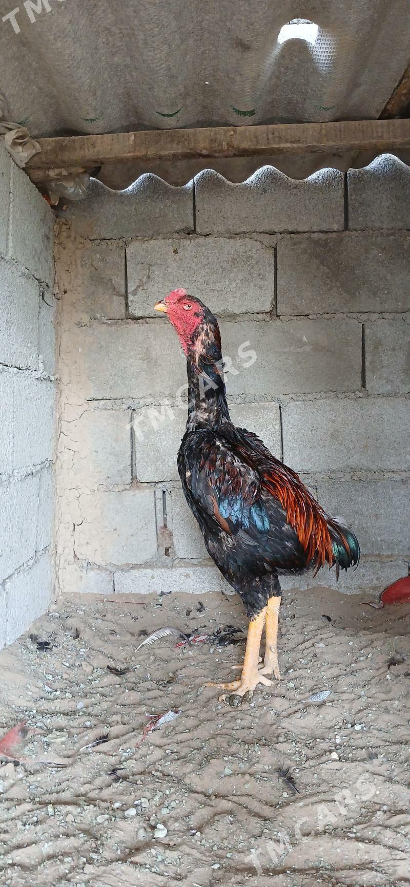 Taşkent Horozlar - Çoganly - img 7