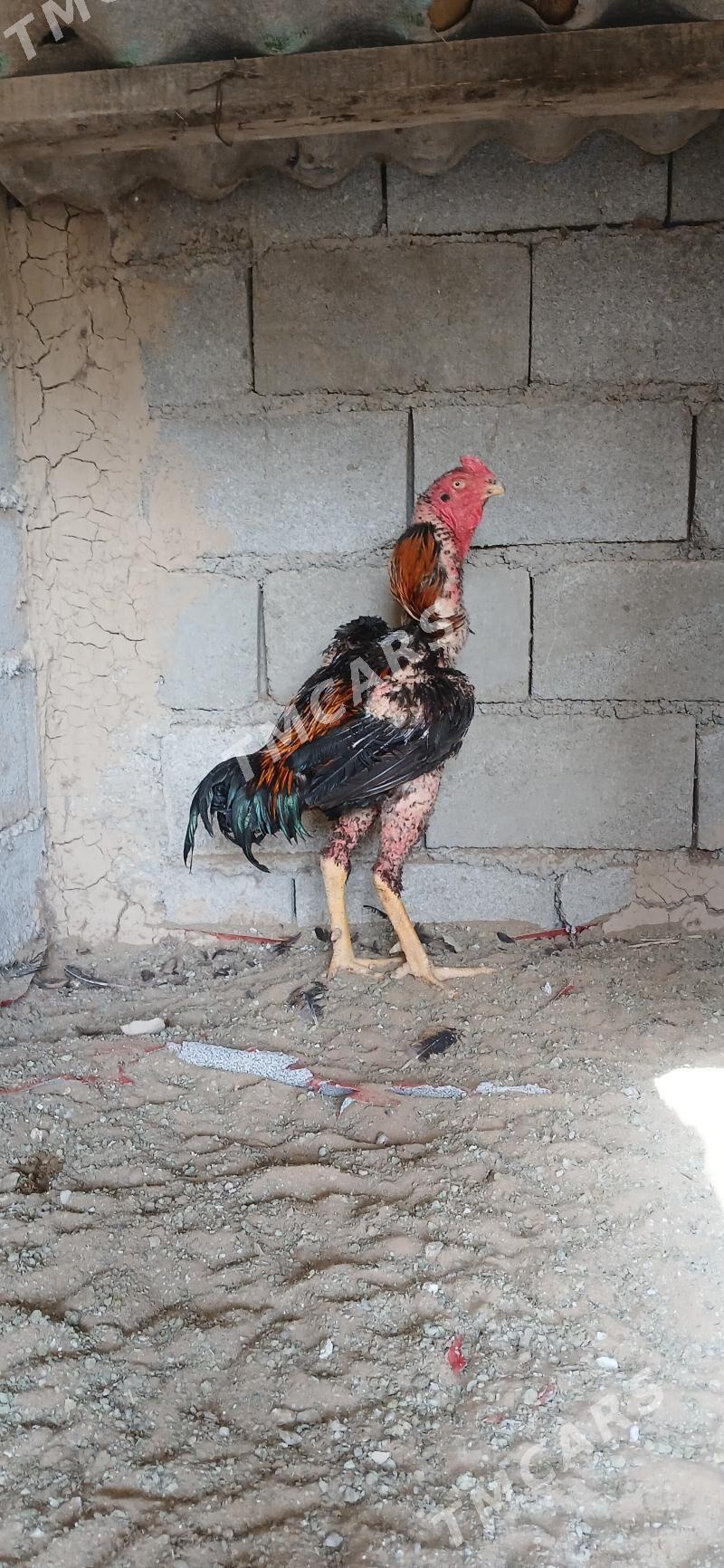 Taşkent Horozlar - Çoganly - img 3