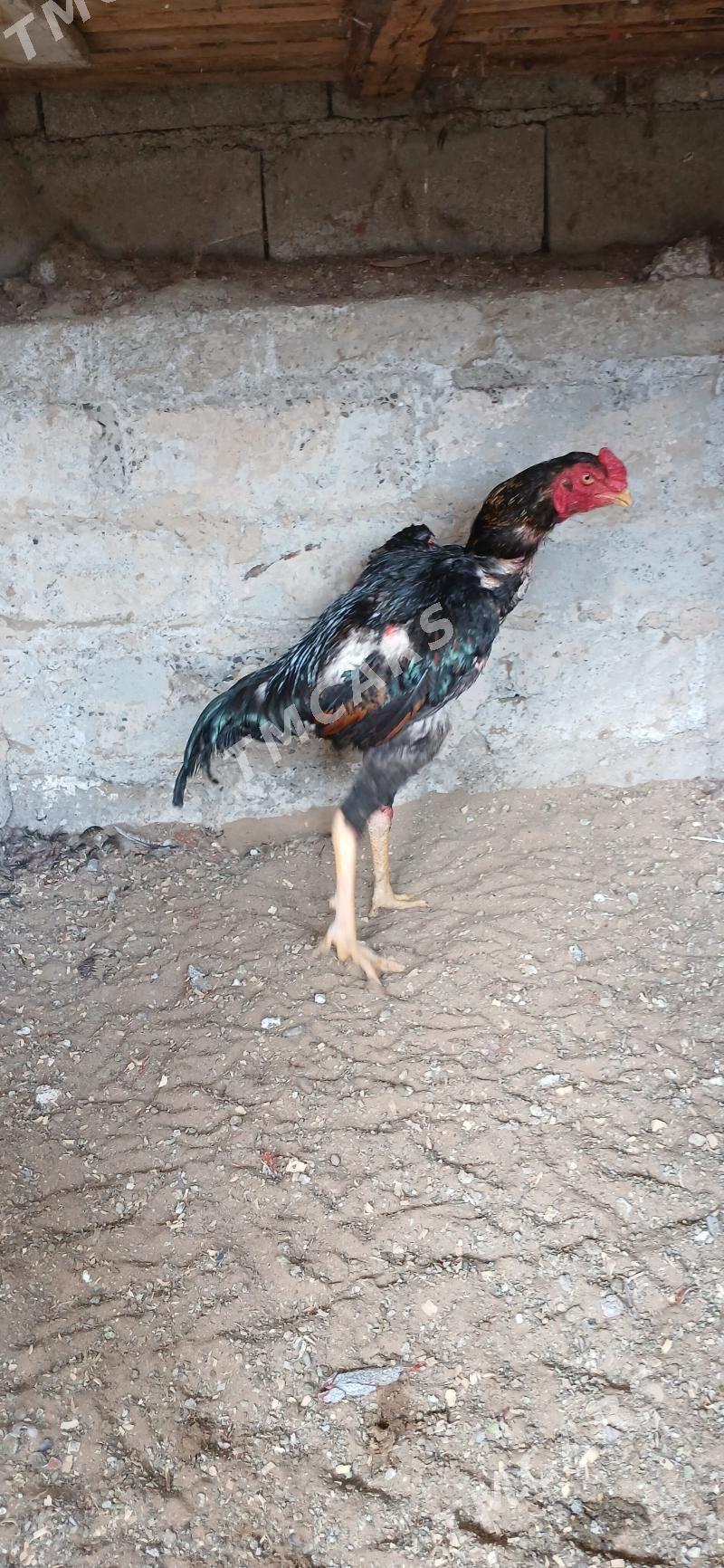 Taşkent Horozlar - Çoganly - img 5