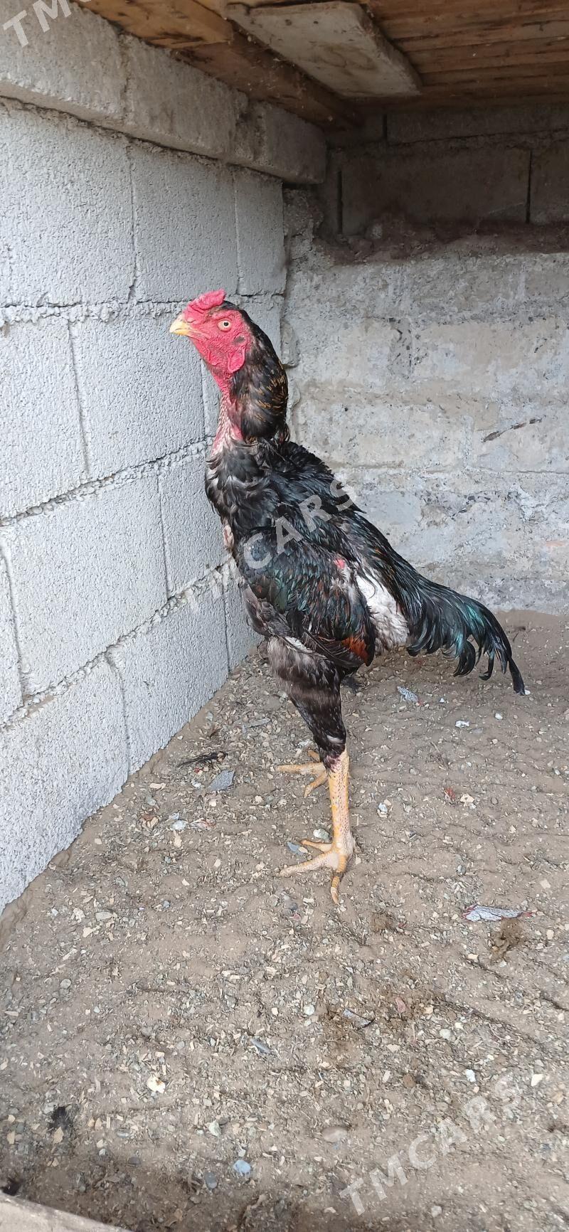Taşkent Horozlar - Çoganly - img 6