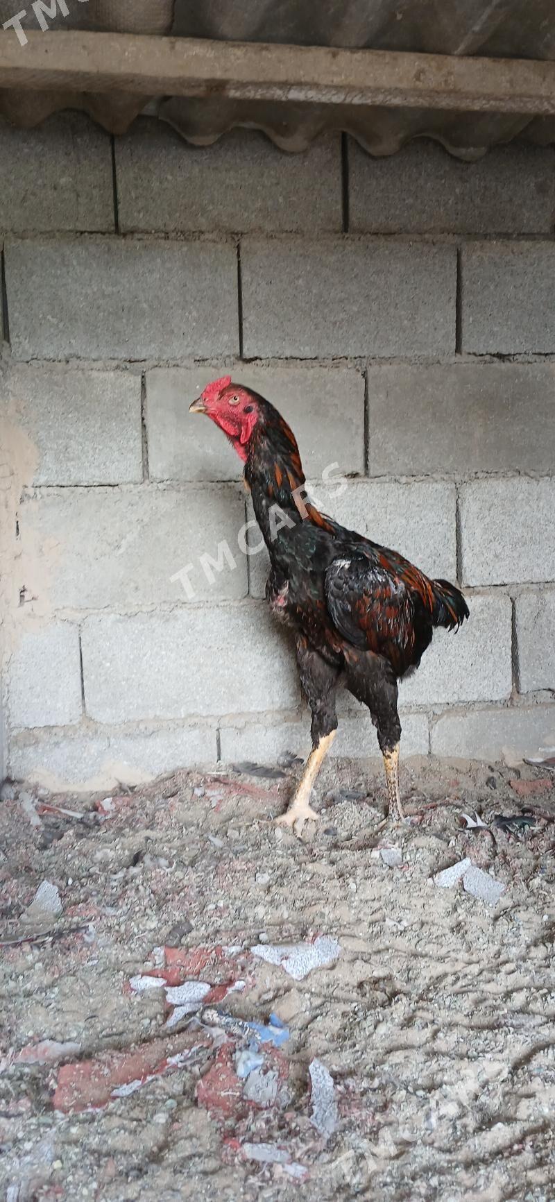 Taşkent Horozlar - Çoganly - img 4