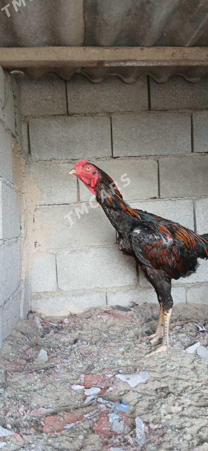 Taşkent Horozlar - Çoganly - img 8