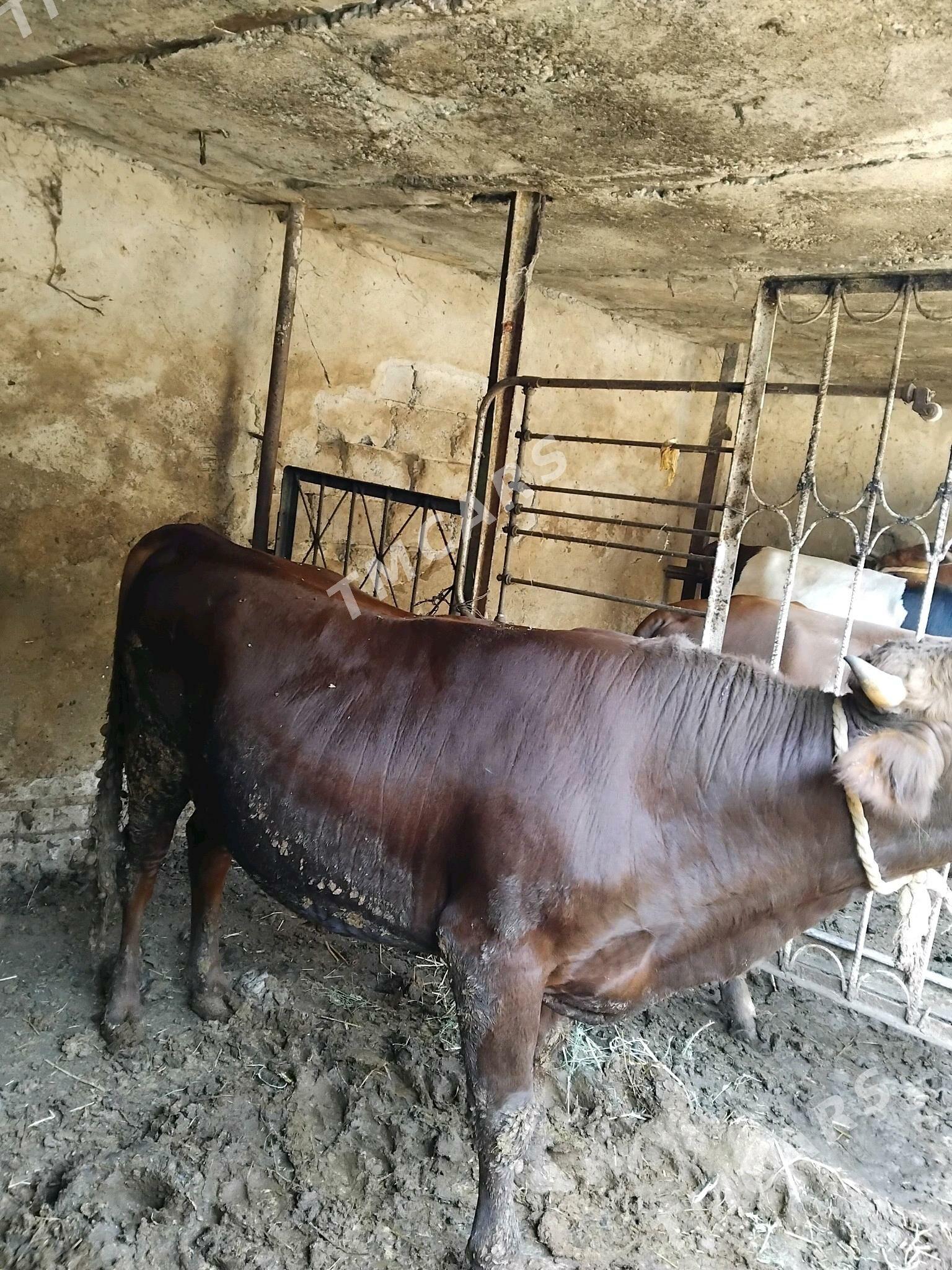 Öküz Baykylan 200kl - Aşgabat - img 2