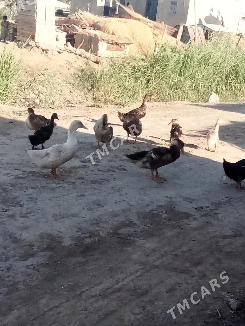 Ordek gak gak - Murgap - img 3