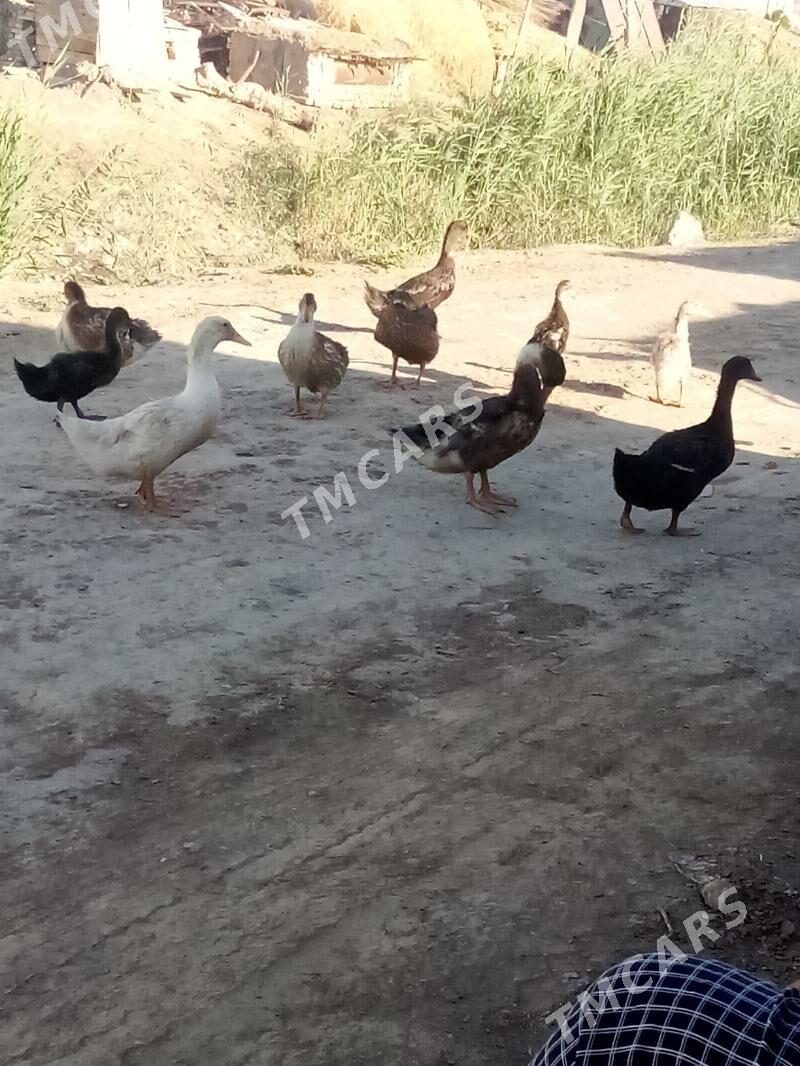 Ordek gak gak - Murgap - img 2
