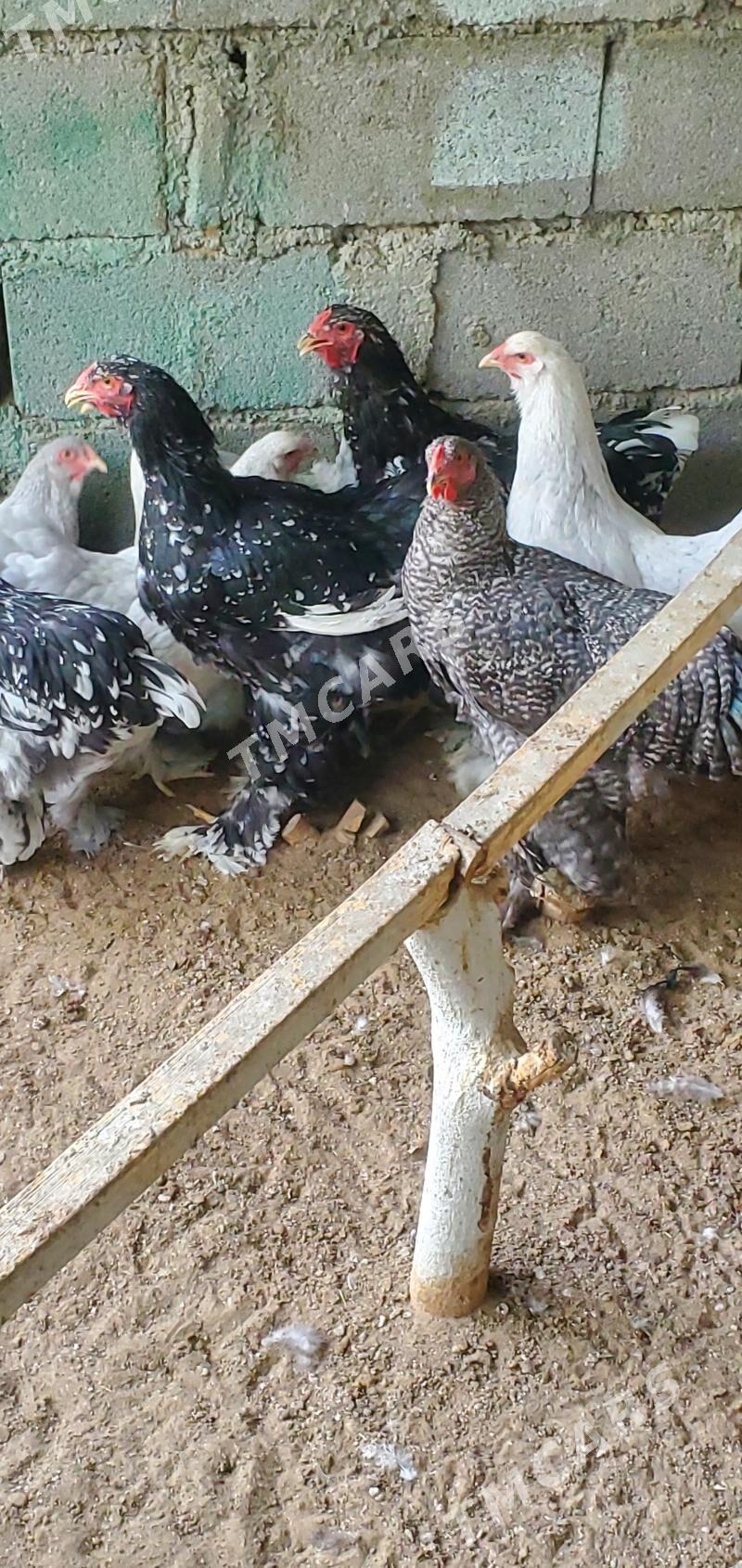 Brama - Çoganly - img 1