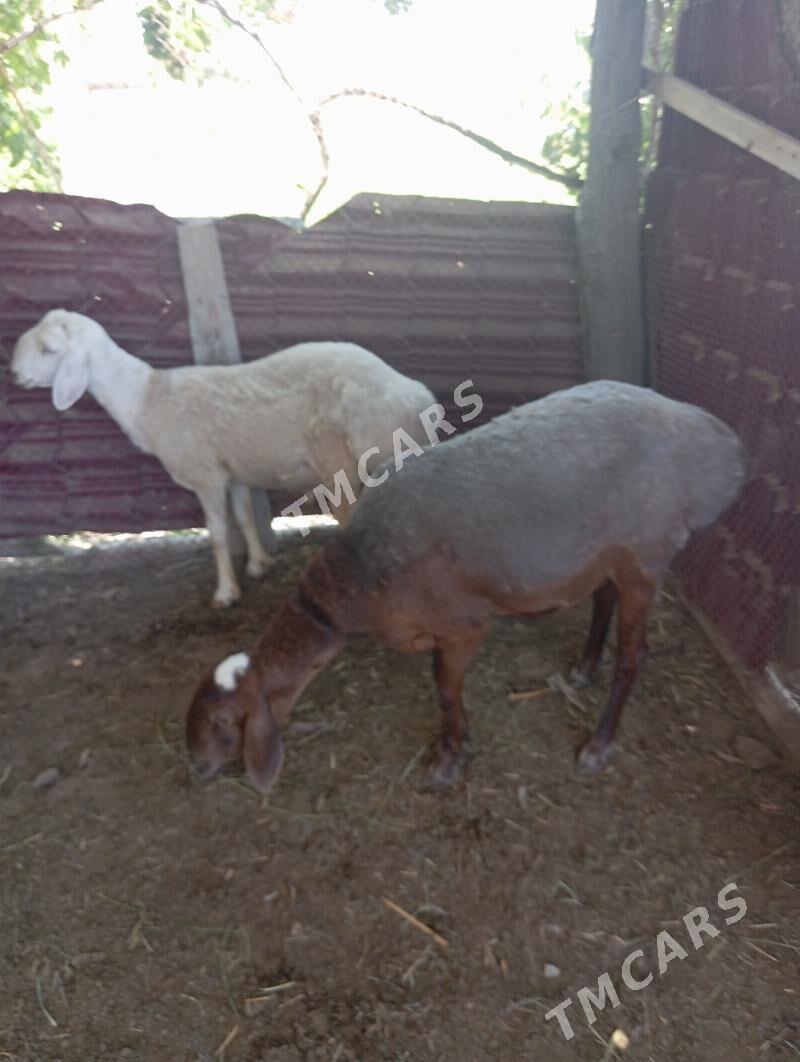 GOYUN - Çärjew - img 3