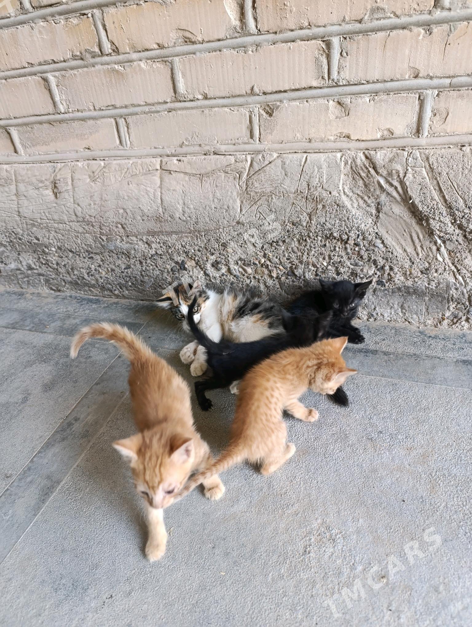 pişik - Sakarçäge - img 2