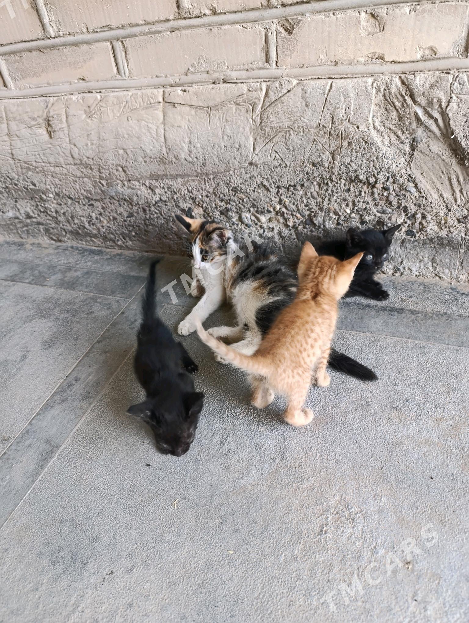 pişik - Sakarçäge - img 3