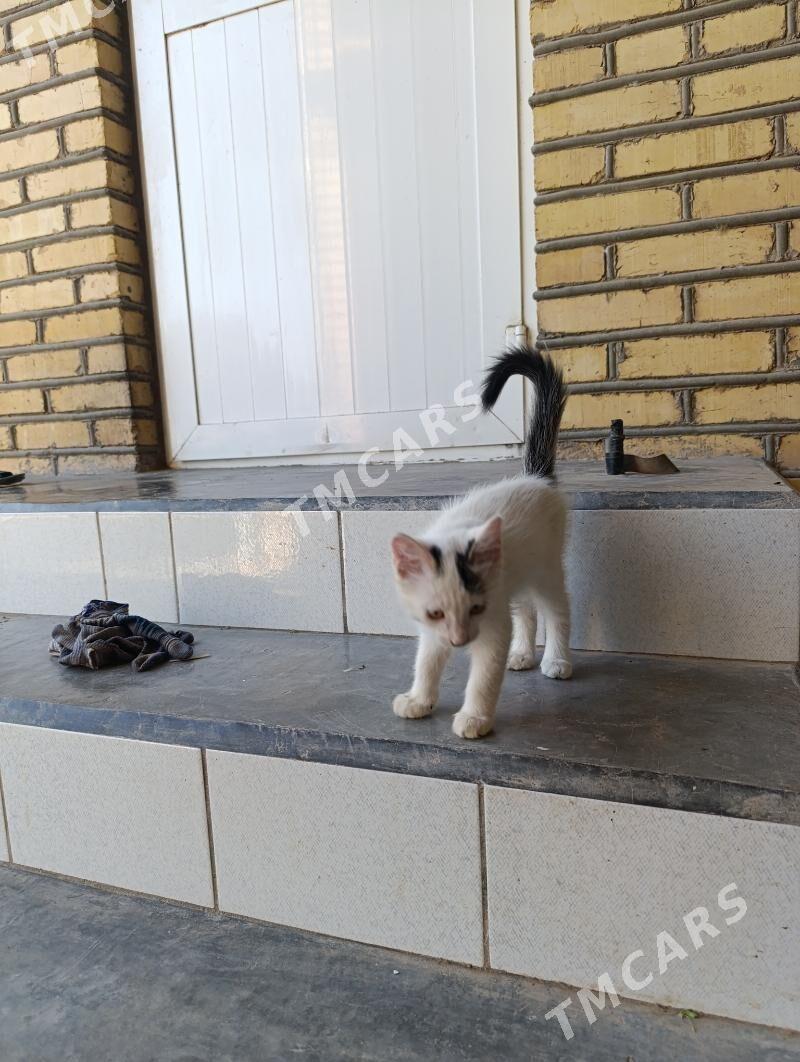 pişik - Sakarçäge - img 6