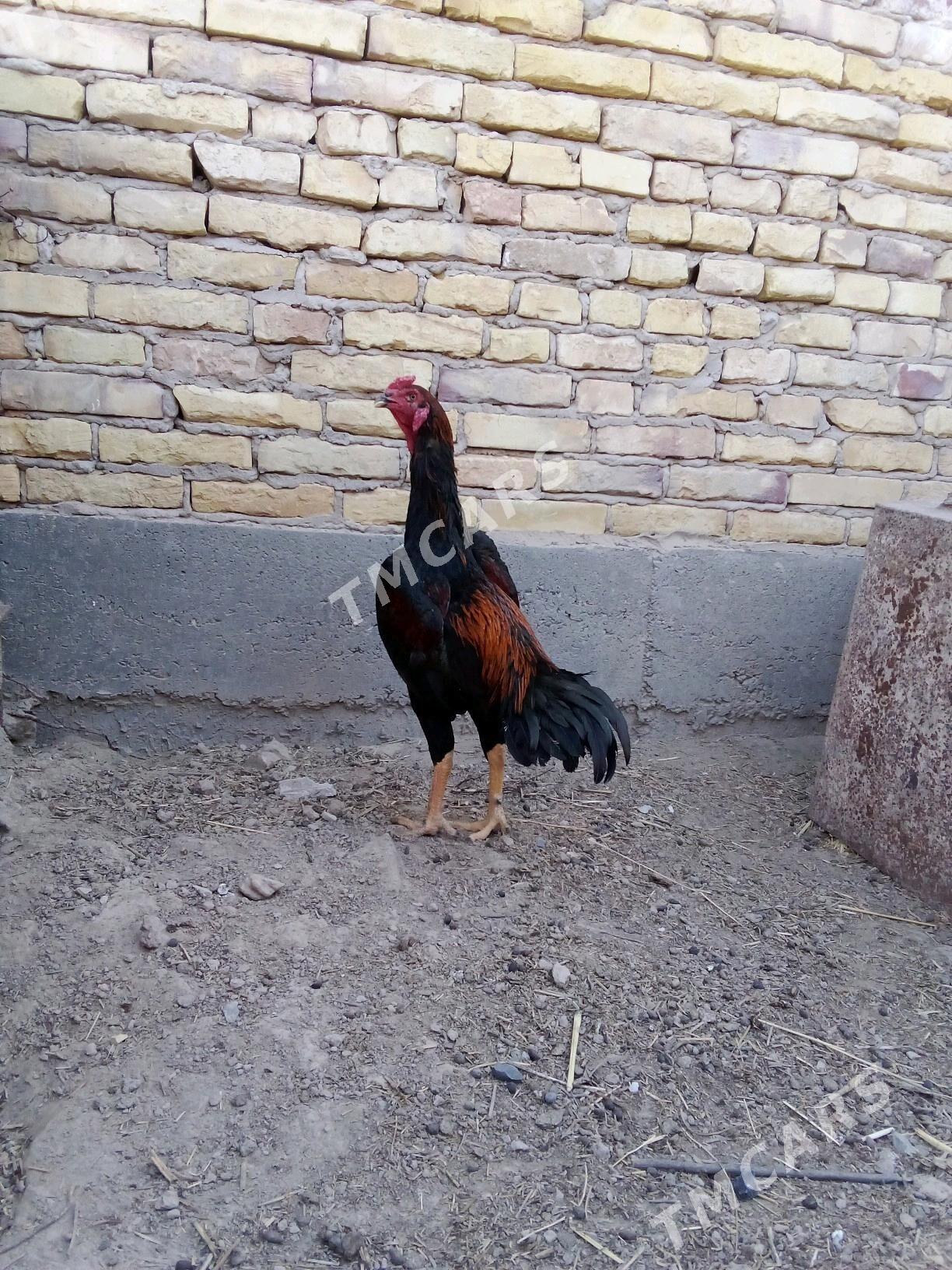 horaz wetnam - Çärjew - img 2