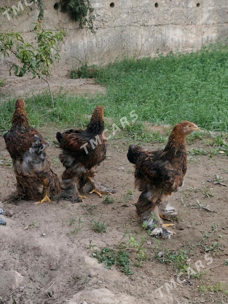 Brama gyzyl - Gypjak - img 2