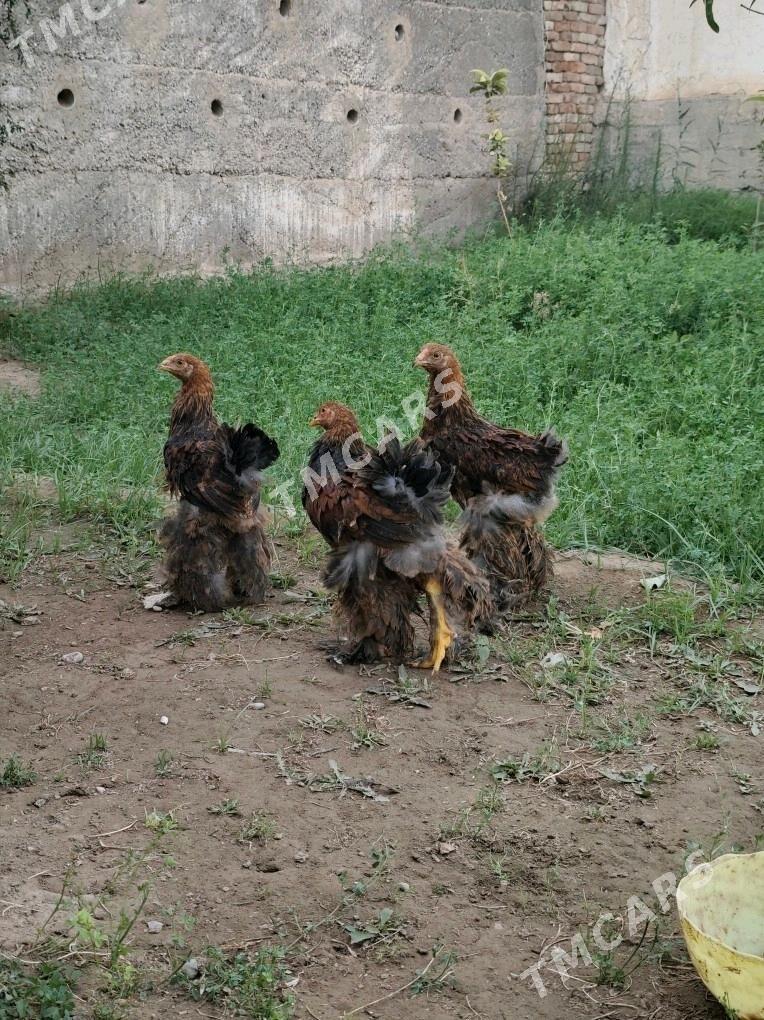 Brama gyzyl - Gypjak - img 3