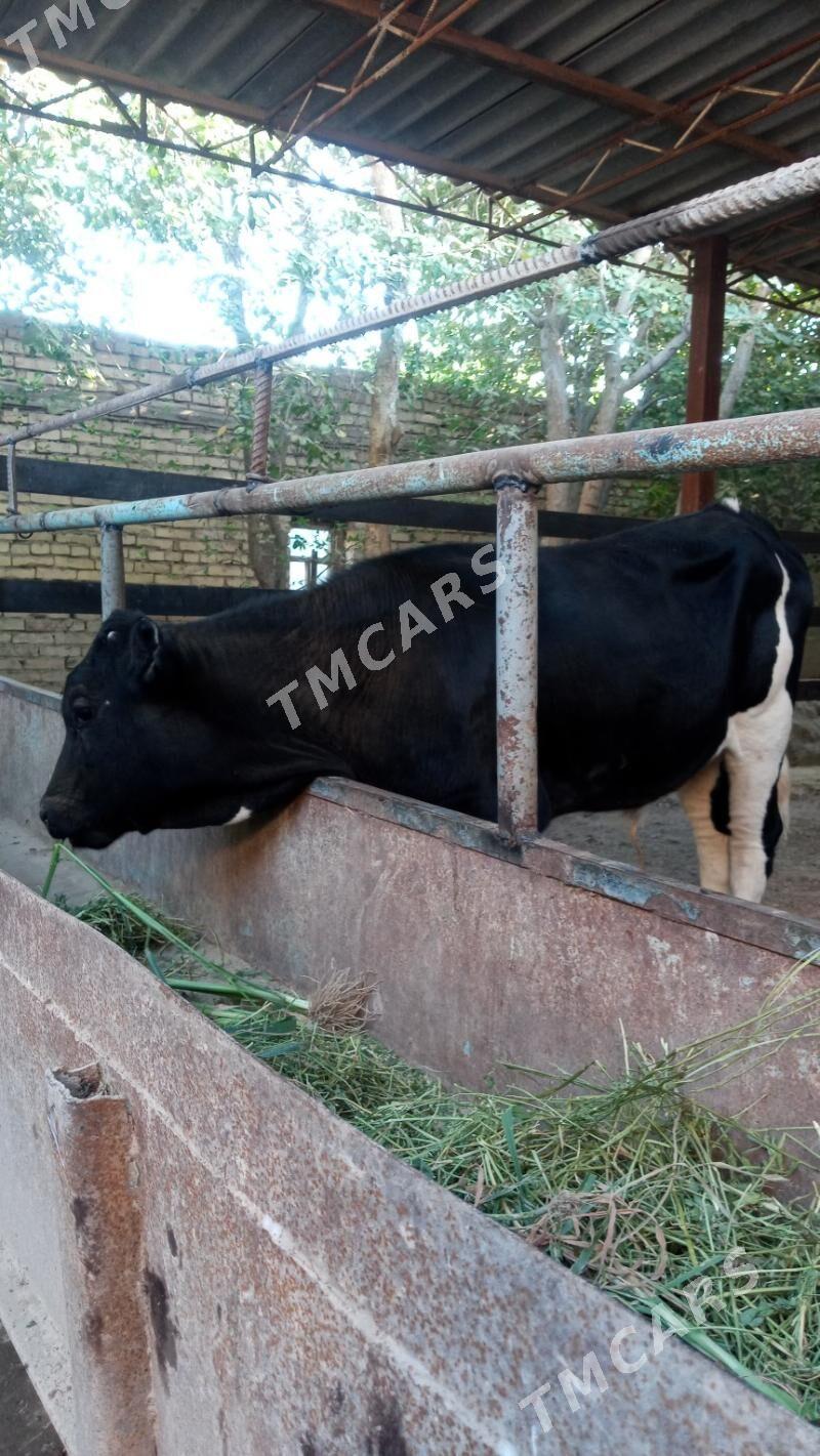 okuzce - Çärjew - img 3
