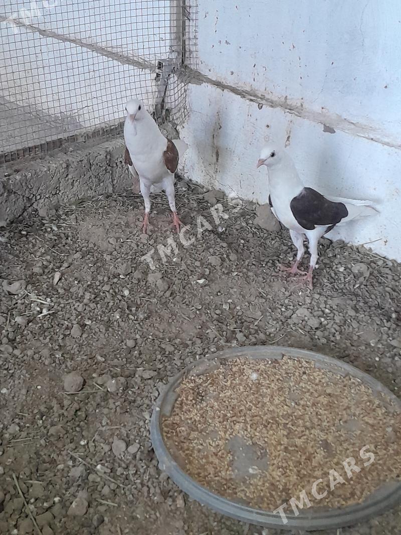 kepderi - Мары - img 3