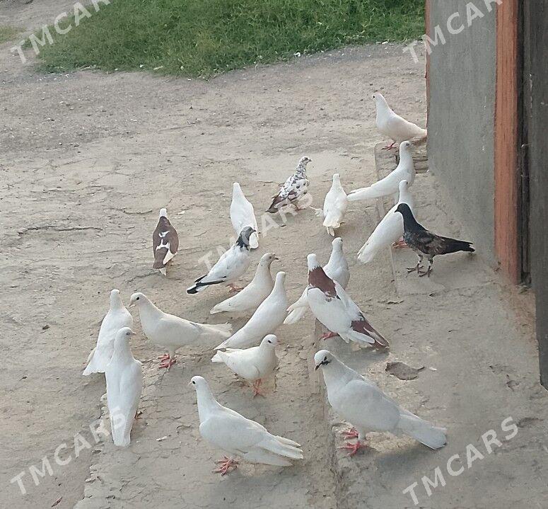 kepderi - 30 мкр - img 3