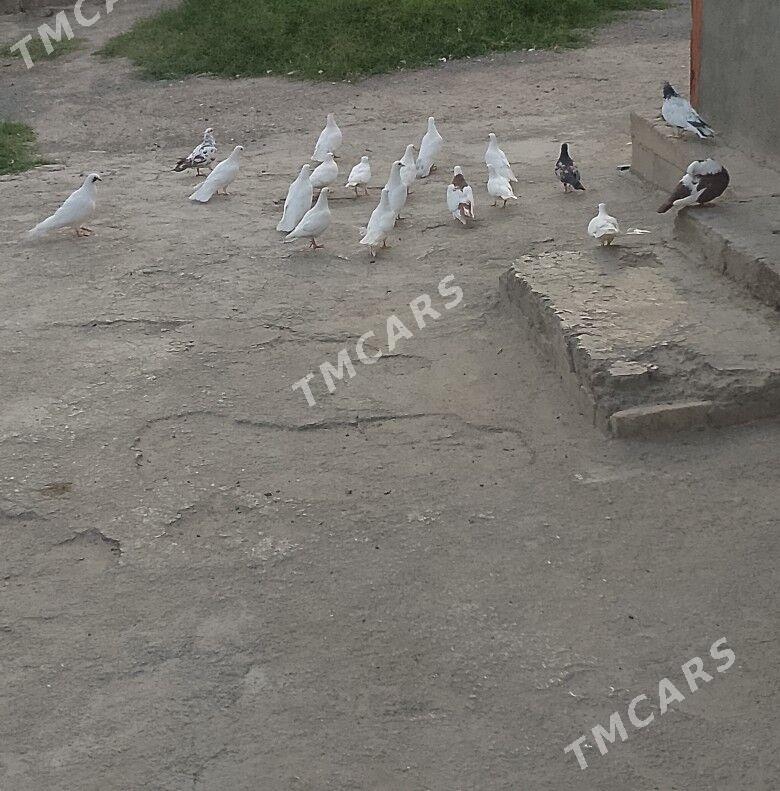 kepderi - 30 мкр - img 4