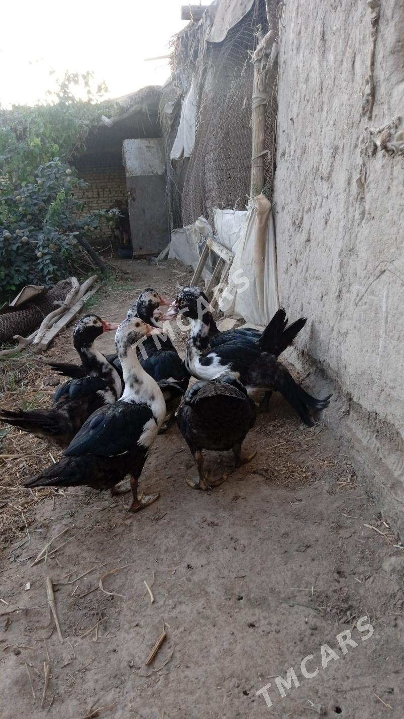 induşka - Daşoguz - img 2