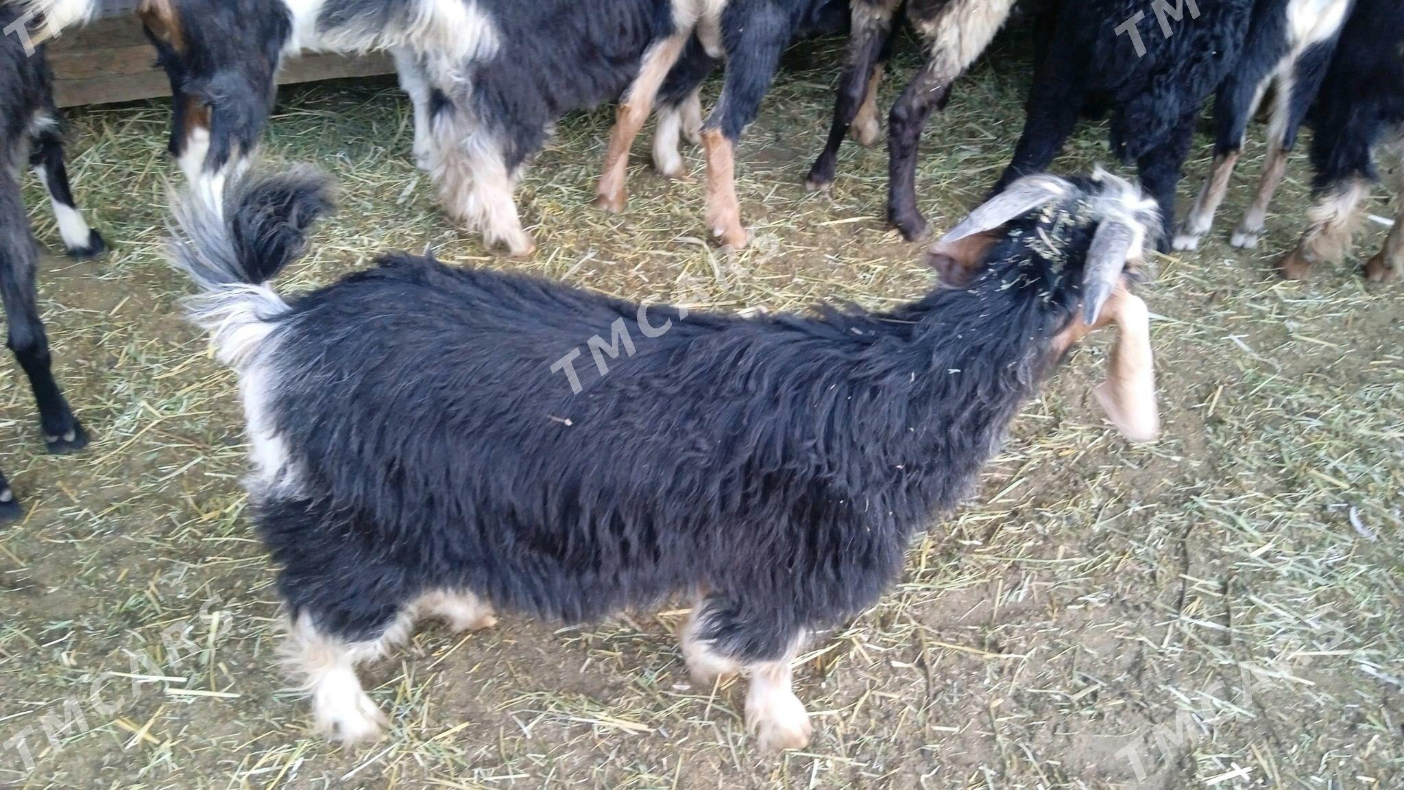 tokly semiz - Bäherden - img 3