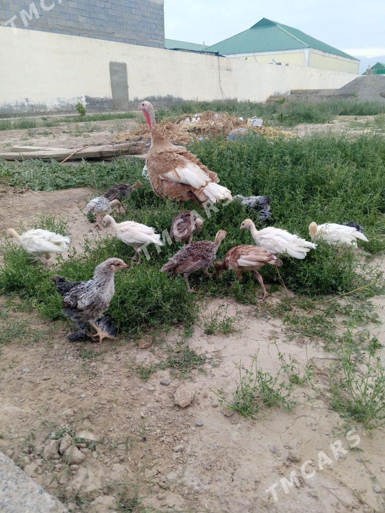 İnduk jüje. - Aşgabat - img 3