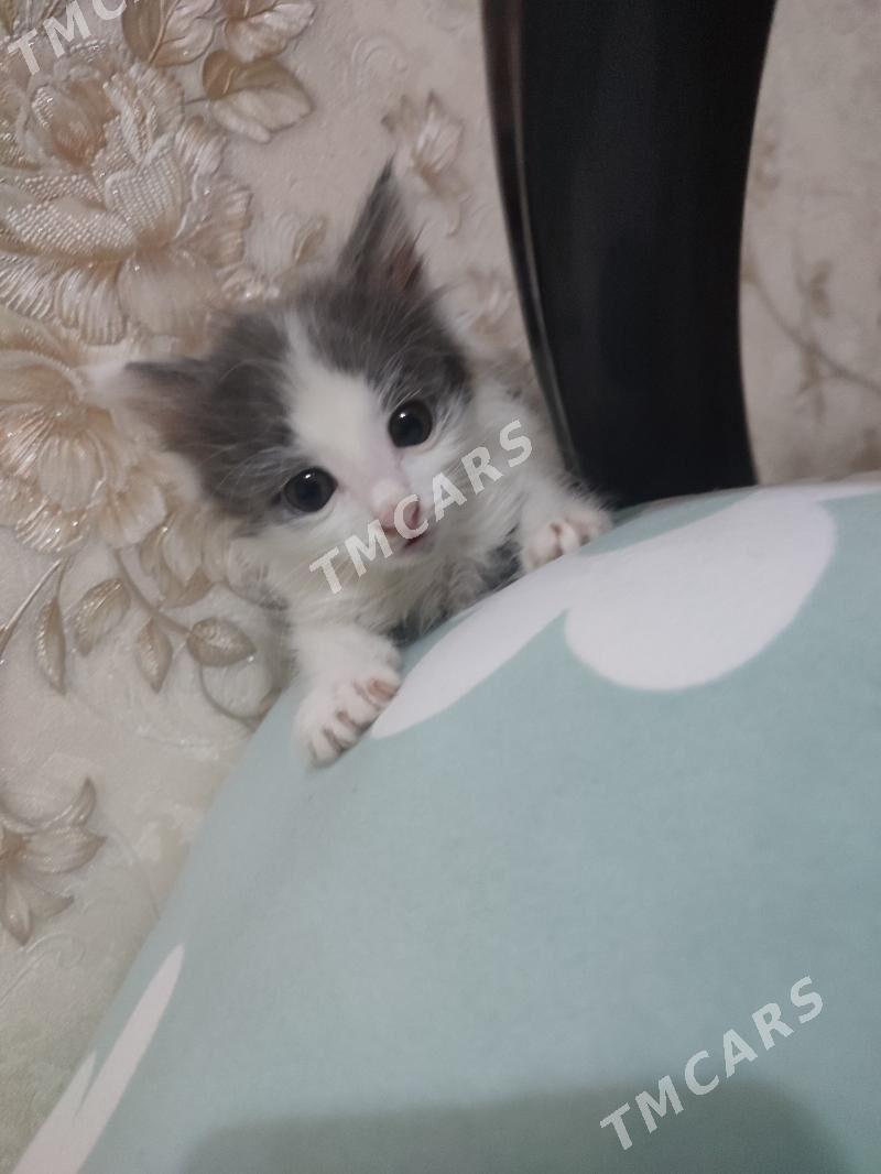 котенок - Туркменабат - img 4