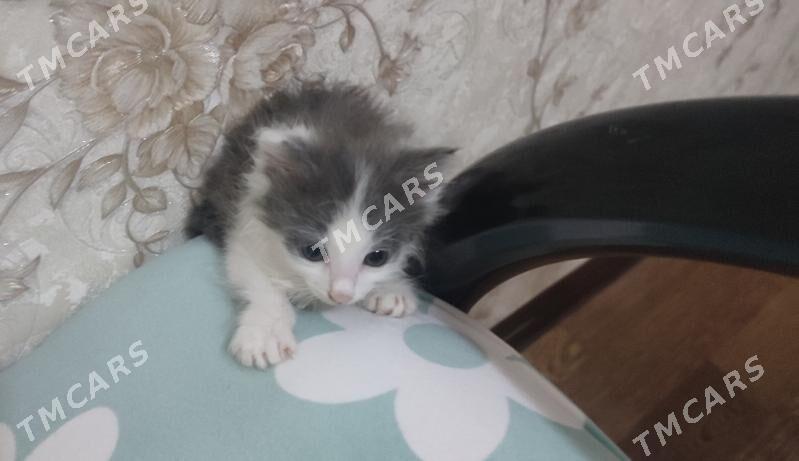 котенок - Туркменабат - img 5