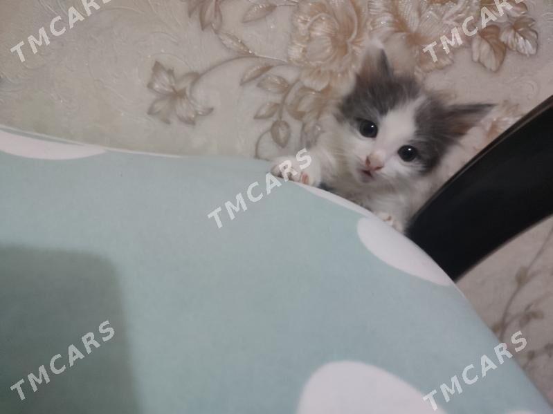 котенок - Туркменабат - img 3