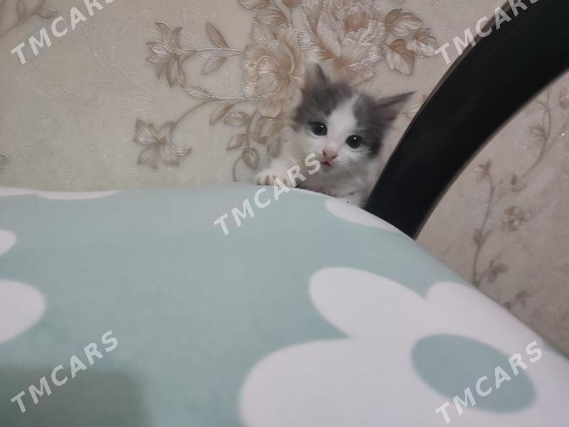котенок - Туркменабат - img 2