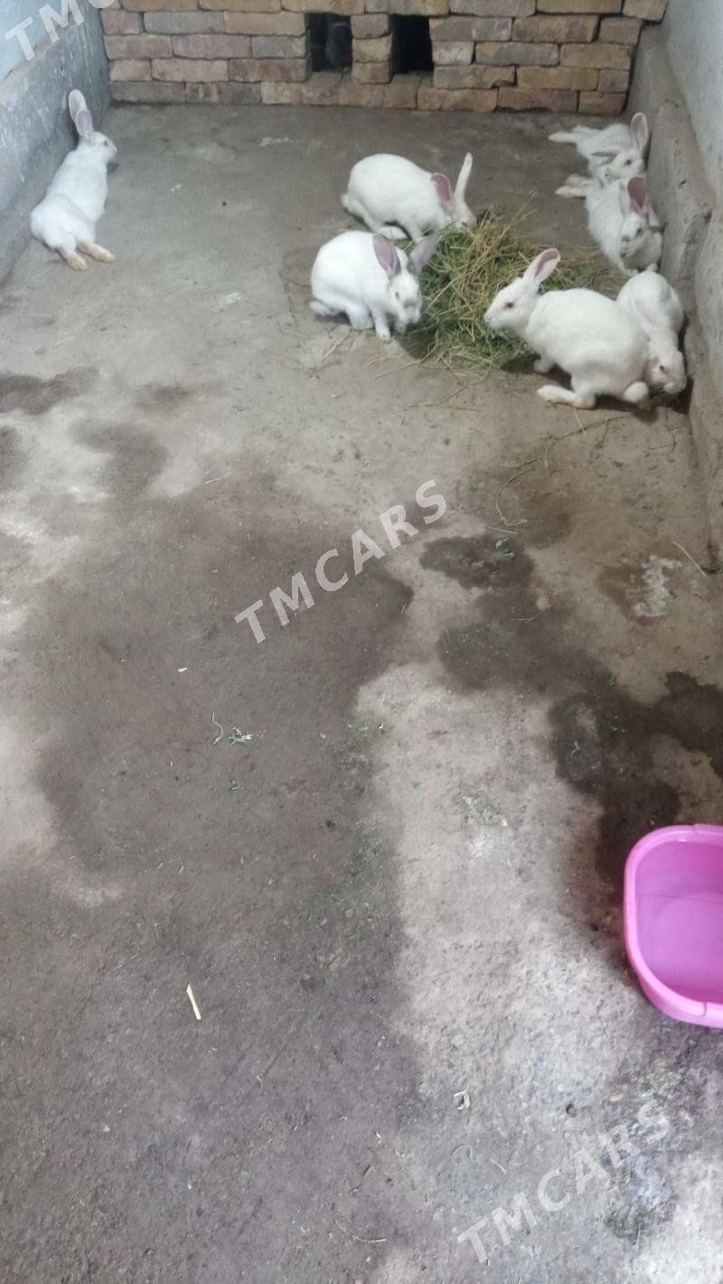Towsan - Çärjew - img 3