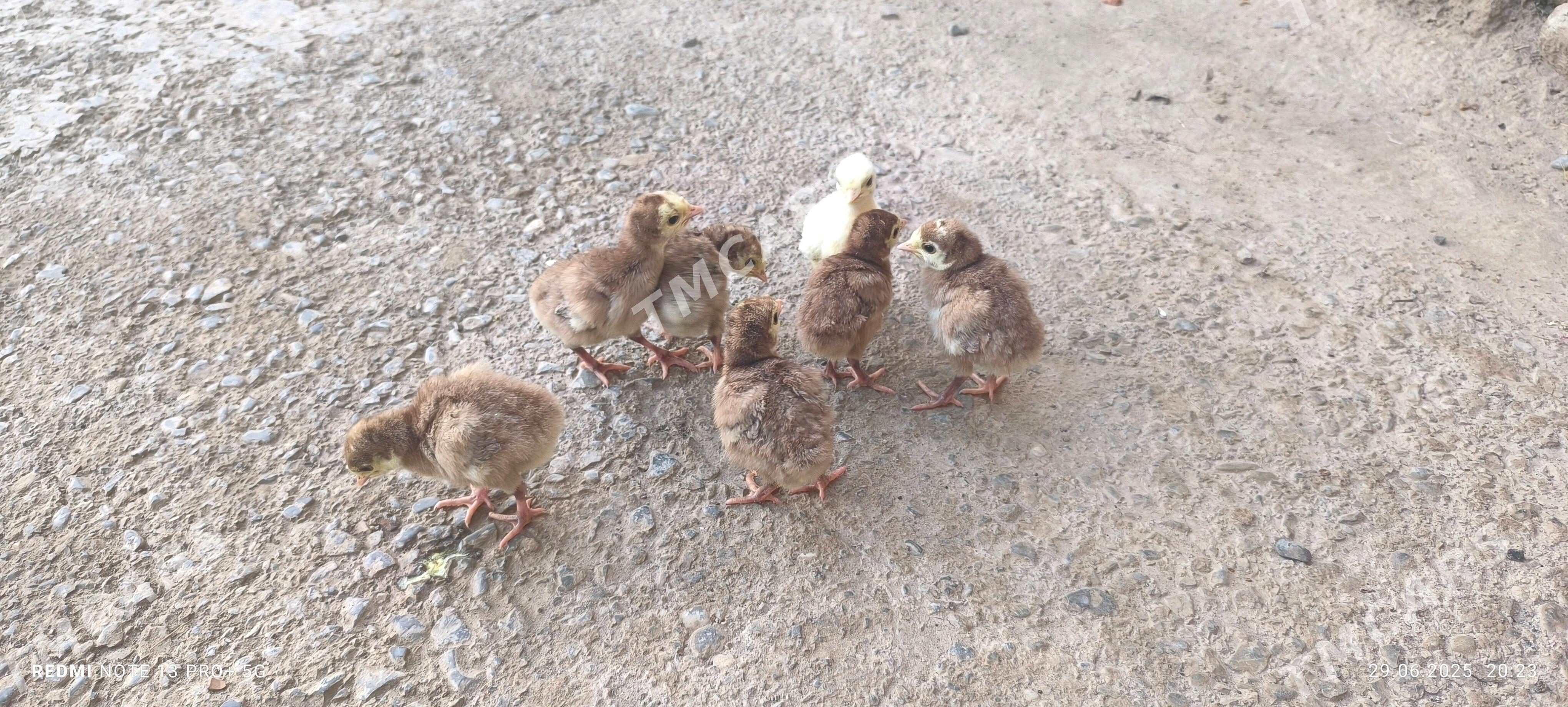 Owgan induk - Daşoguz - img 2