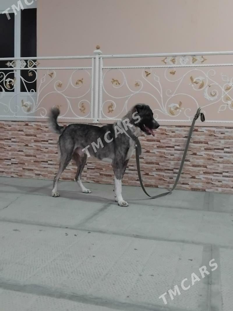 Alabay it - Aşgabat - img 2