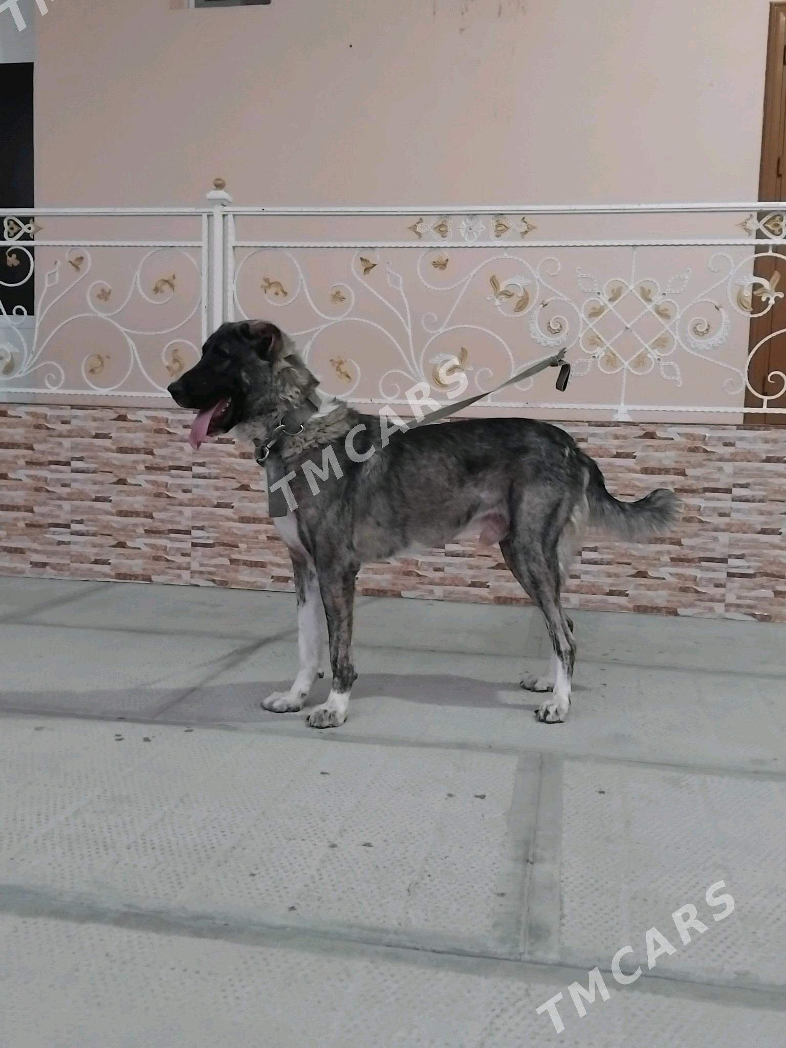 Alabay it - Aşgabat - img 3