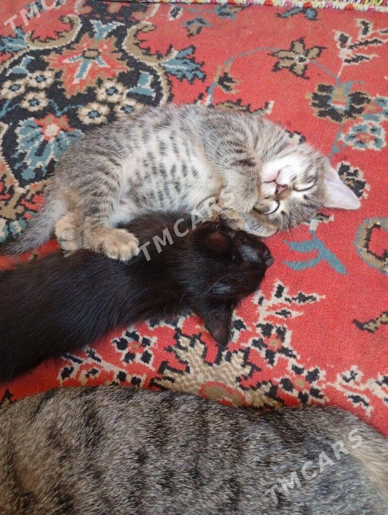  котята - Mary - img 2