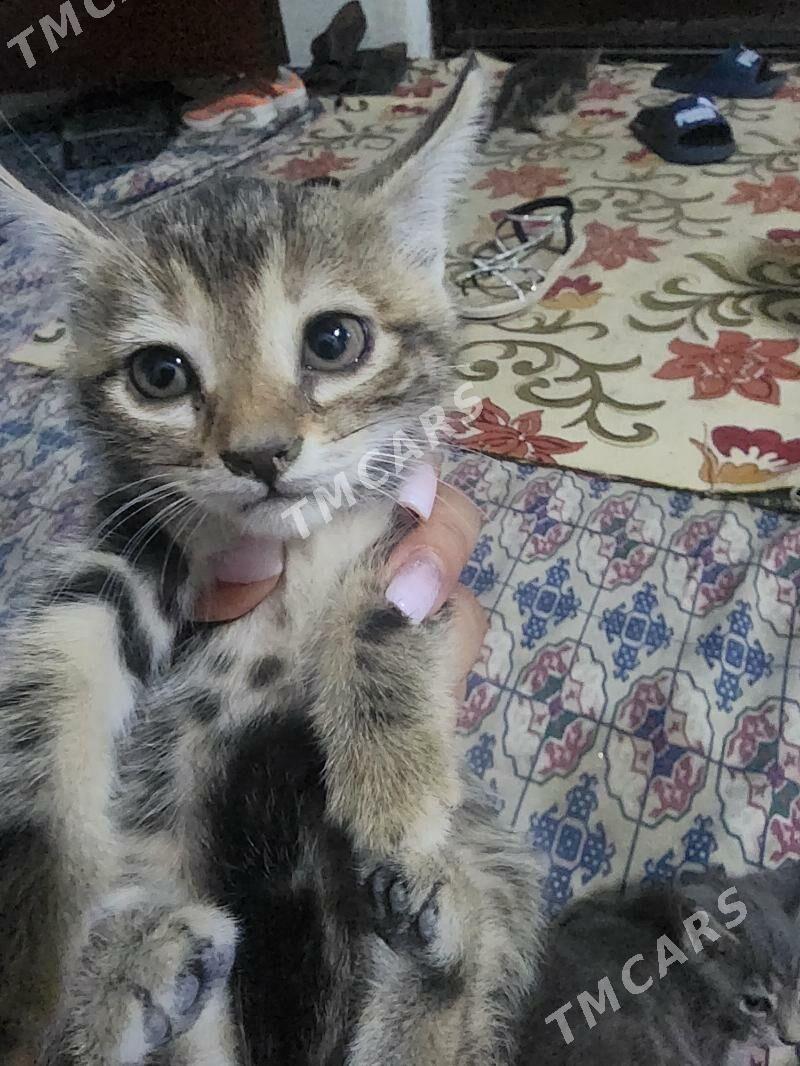 pişik - Gyzylarbat - img 1