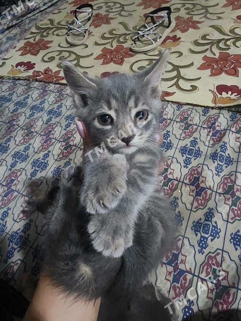 pişik - Gyzylarbat - img 2