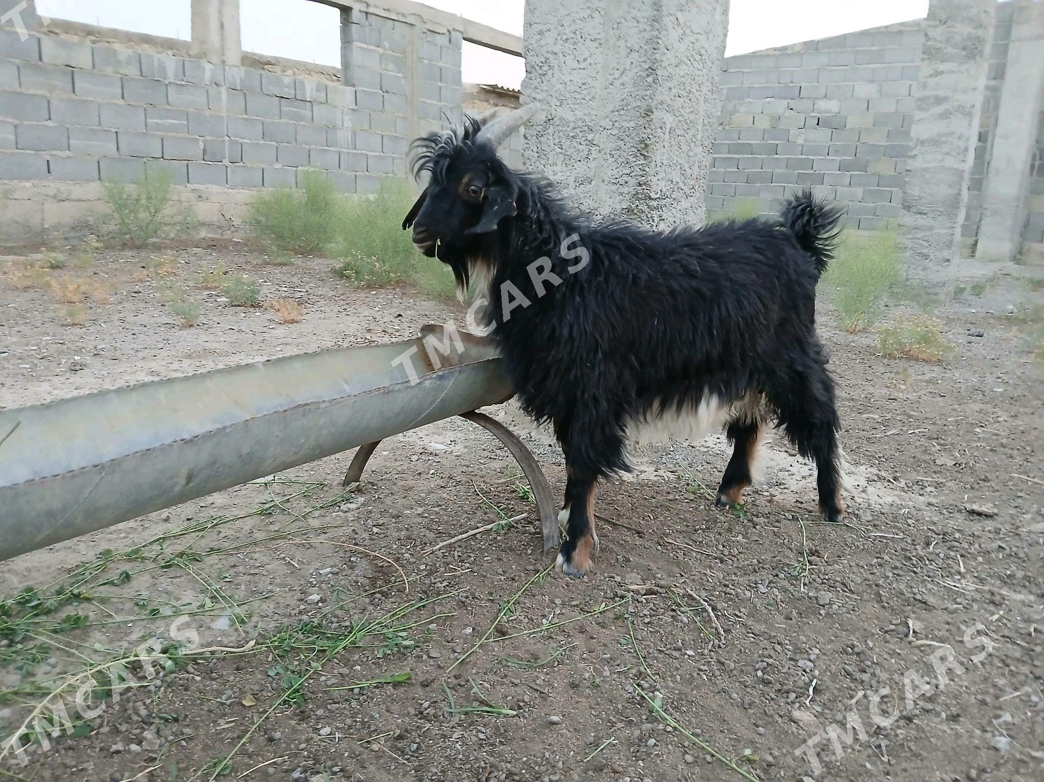 Çeviş - Gyzylarbat - img 2