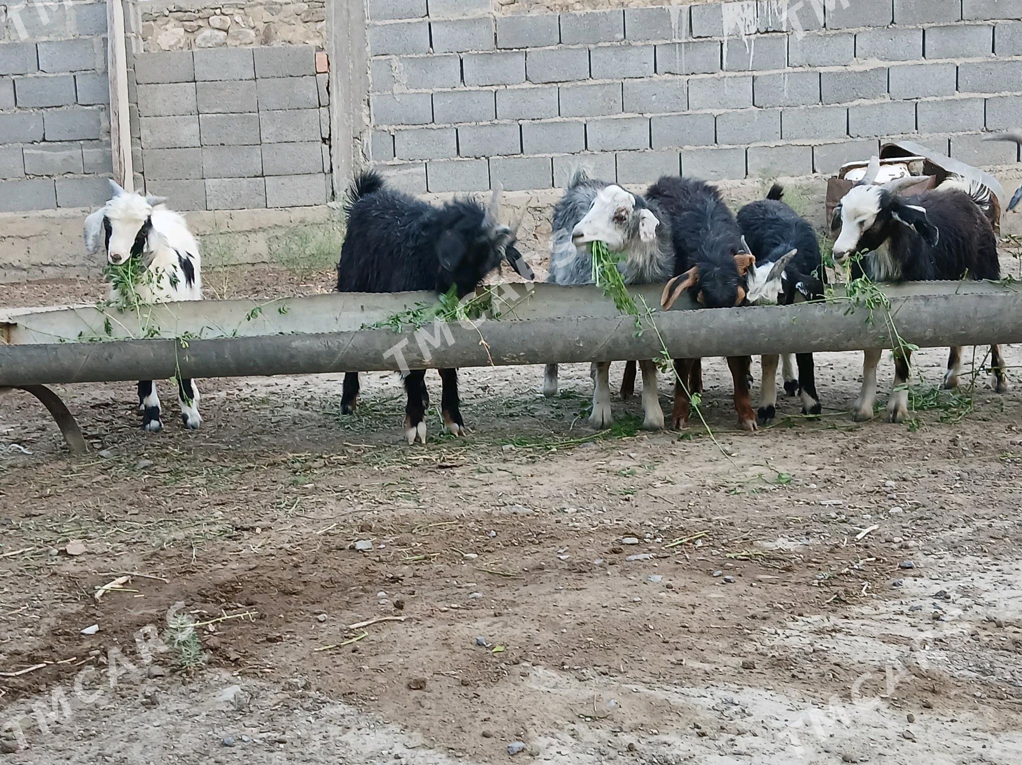 Çeviş - Gyzylarbat - img 3