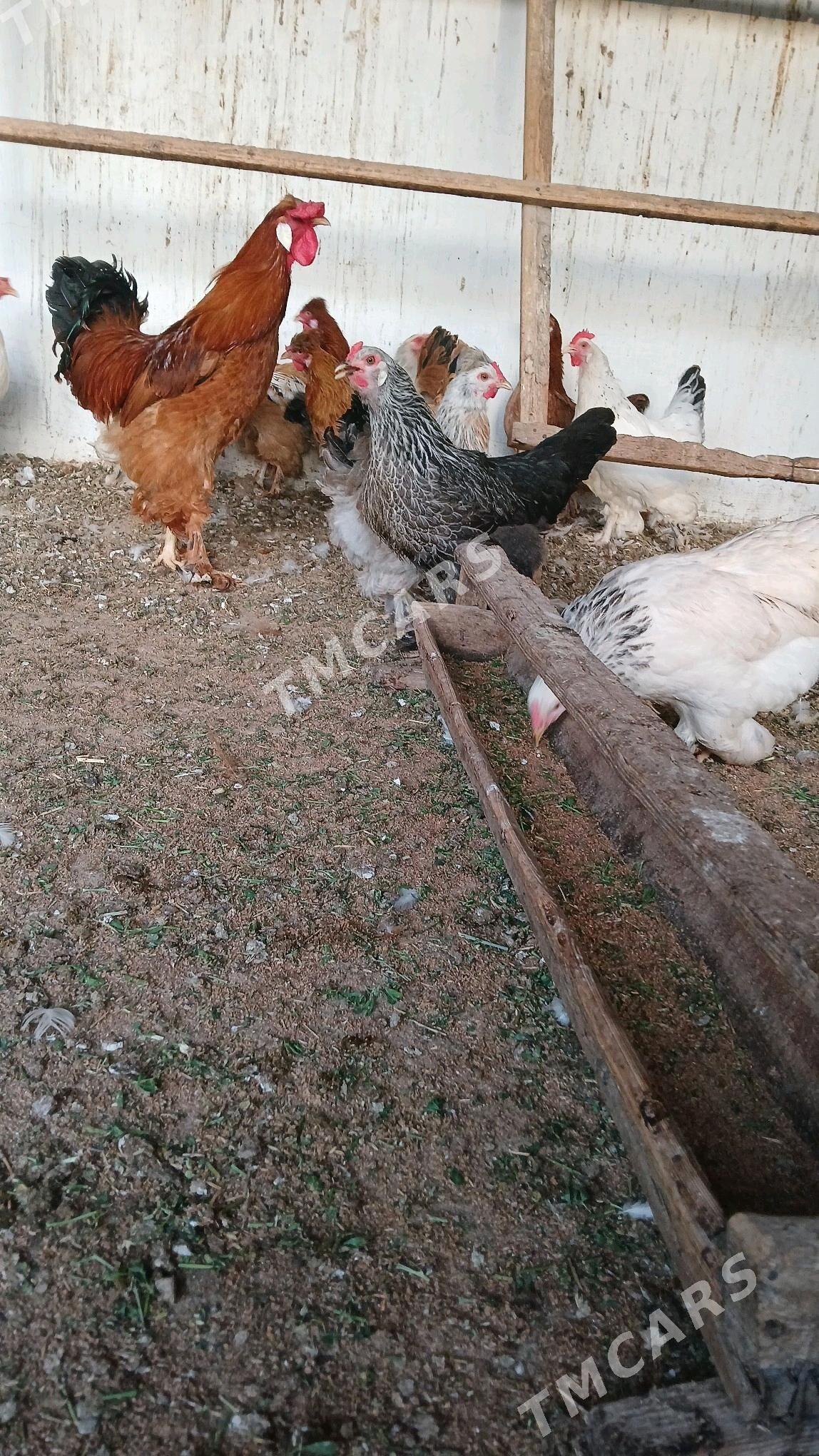 balgar towk - Gökdepe - img 2