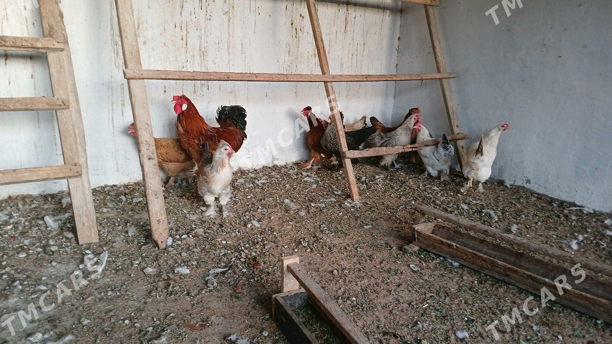 balgar towk - Gökdepe - img 3