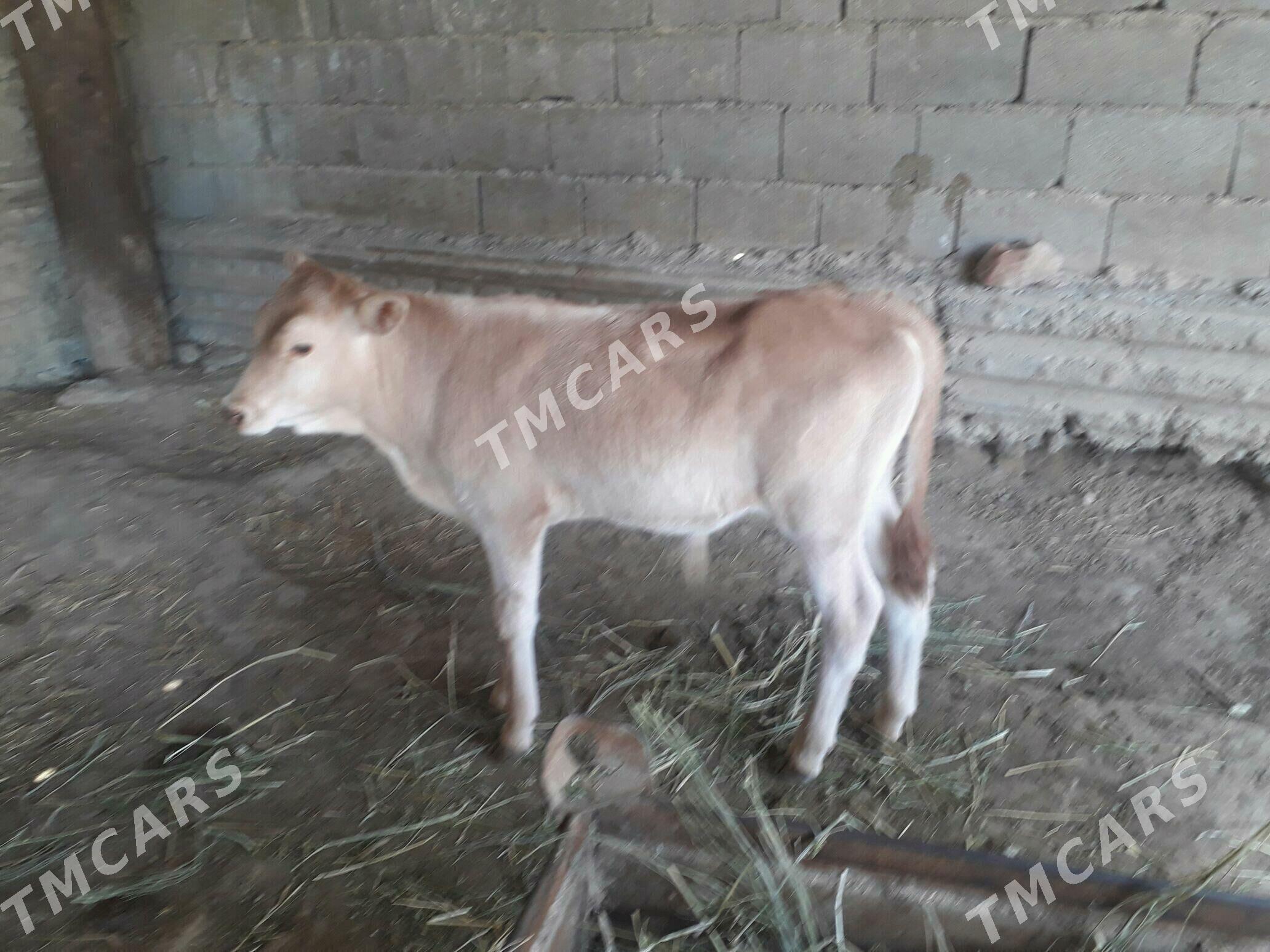 Öküzçe - Gyzylarbat - img 3