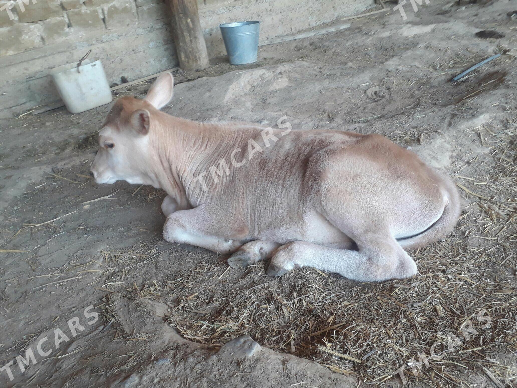 Öküzçe - Gyzylarbat - img 2