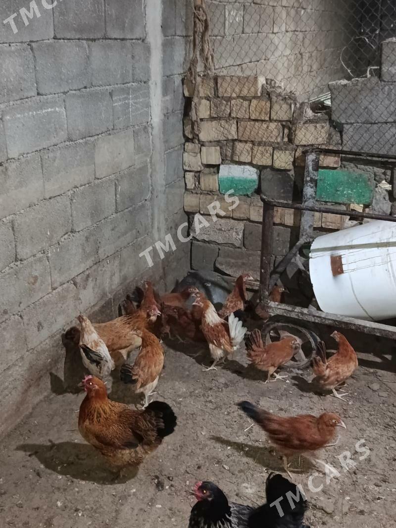 4 ay bolan juyje - Гёкдже - img 2