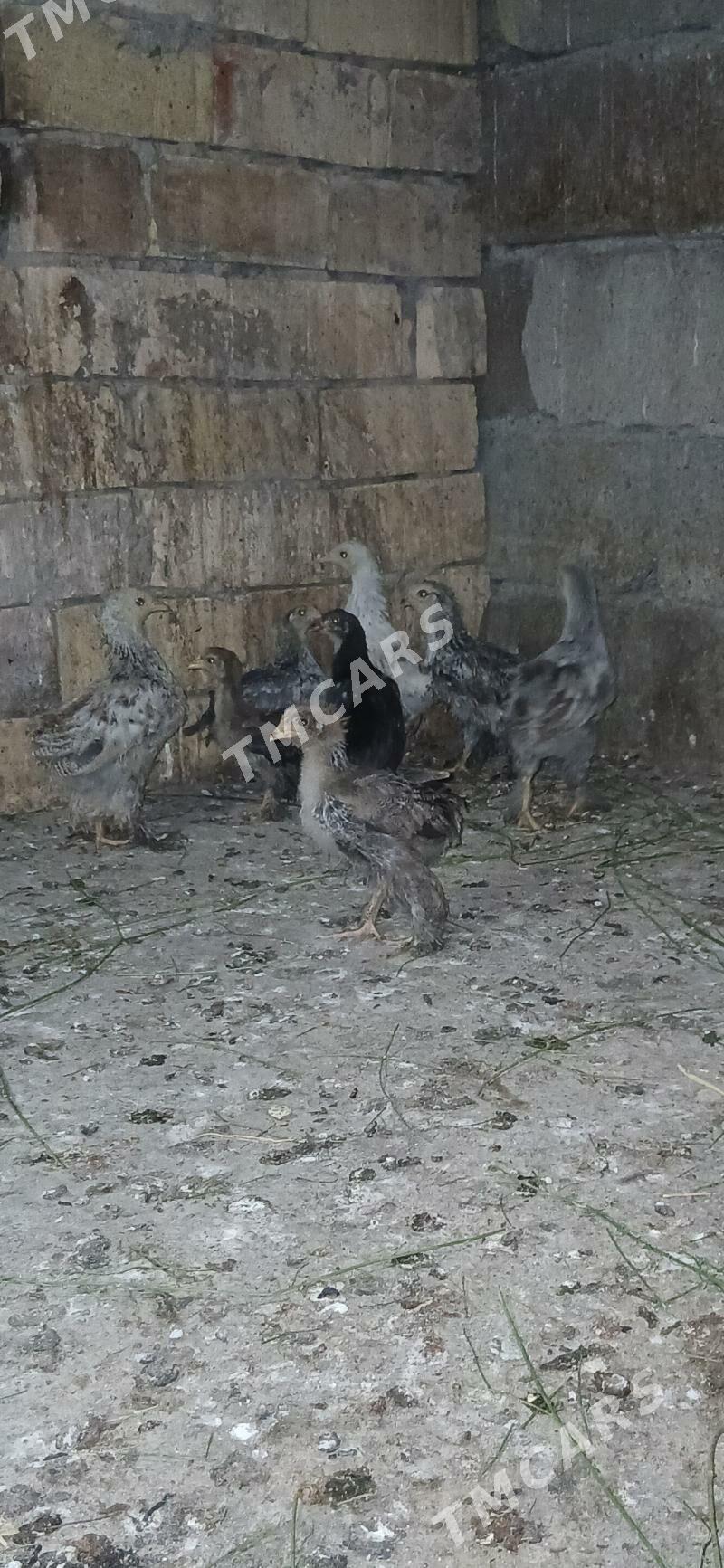 balgar juyje - Gökje - img 2
