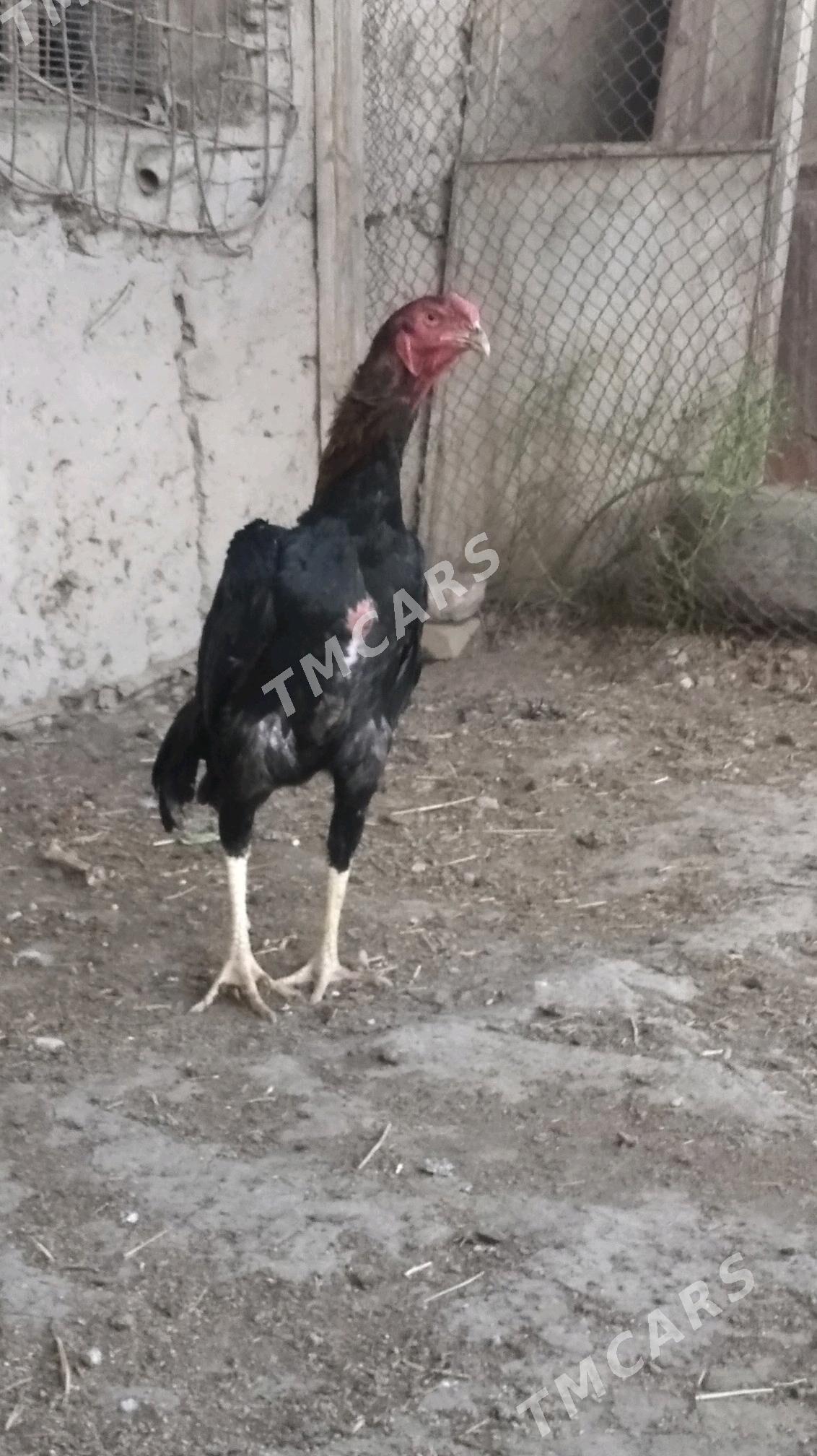 horaz - Şabat etr. - img 2