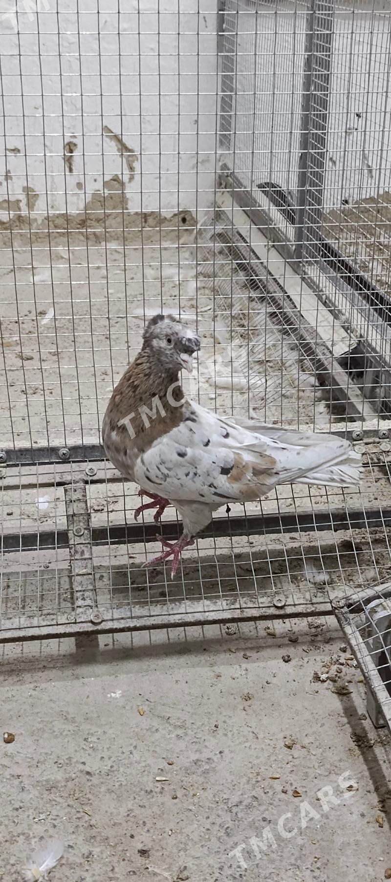 kepderi - Hitrowka - img 2