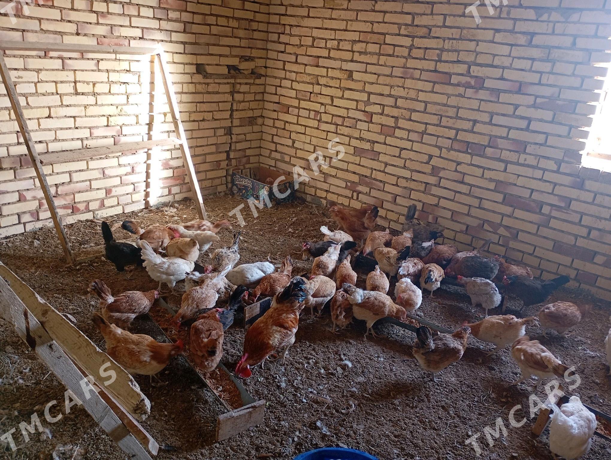 guzlayjy towuk - Sakarçäge - img 2
